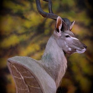 Kudu Taxidermy