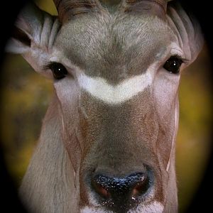 Kudu Taxidermy