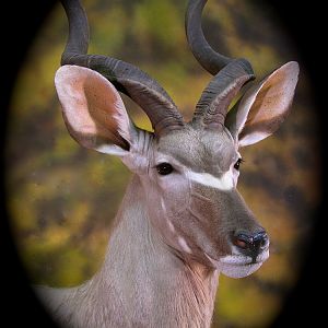 Kudu Taxidermy