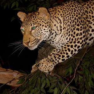 Leopard In A Branch Taxidermy