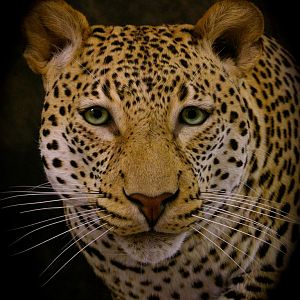 Leopard In A Branch Taxidermy