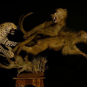 Leopard & Baboons Taxidermy Scene