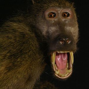 Leopard & Baboons Taxidermy Scene