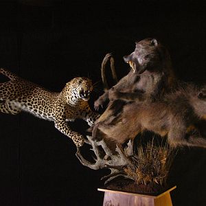 Leopard & Baboons Taxidermy Scene