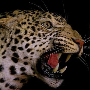 Leopard & Baboons Taxidermy Scene