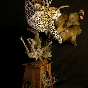 Leopard & Baboons Taxidermy Scene