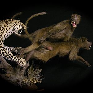 Leopard & Baboons Taxidermy Scene