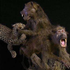 Leopard & Baboons Taxidermy Scene