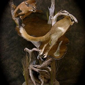 Caracal & Springhare Life-size Pedestal Taxidermy Mount