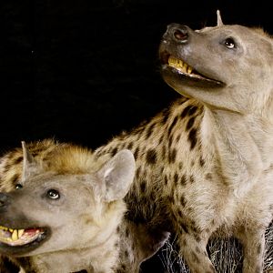 Leopard & Impala Full Mount Taxidermy