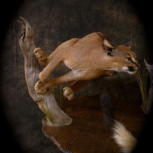 Caracal & Springhare Life-size Pedestal Taxidermy Mount