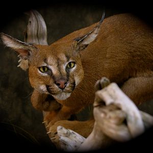 Caracal & Springhare Life-size Pedestal Taxidermy Mount