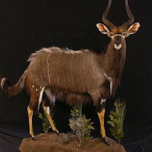 Nyala Taxidermy