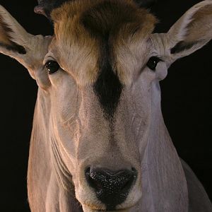 Eland Taxidermy