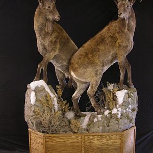 Mid Asian Ibex Kyrgyzstan Taxidermy Full Mount