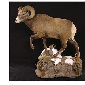 Bighorn Sheep Full Mount Taxidermy