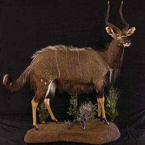 Nyala Taxidermy