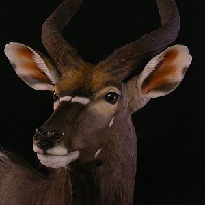 Nyala Taxidermy