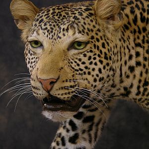 Taxidermy Leopard Mount