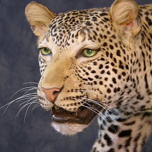 Taxidermy Leopard Mount