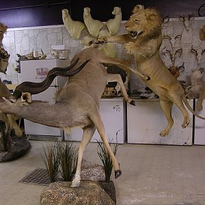 Taxidermy Scene