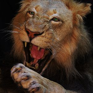 Taxidermy Lion Close Up Mount