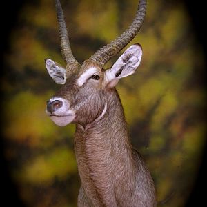 Waterbuck Taxidermy Mount