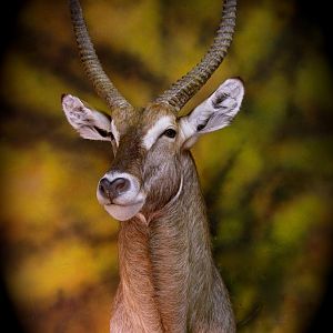 Waterbuck Taxidermy Mount