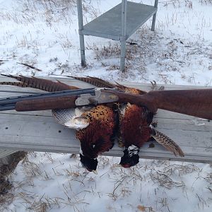 South Dakota pheasants