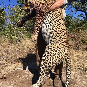 Leopard Hunt in Zimbabwe