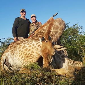 Cull Hunting Giraffe in South Africa