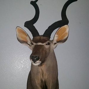 Taxidermy Kudu Shoulder Mount