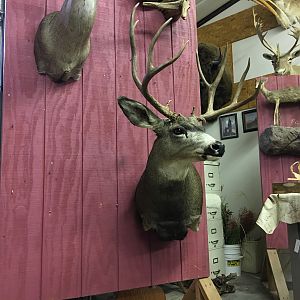 Deer Taxidermy Shoulder Mount