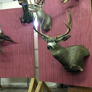 Shoulder Mount Deer Taxidermy