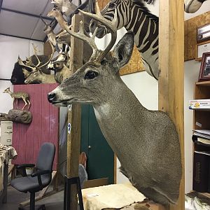 Taxidermy Shoulder Mount Deer