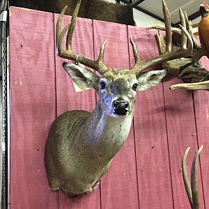 Shoulder Mount Taxidermy Deer