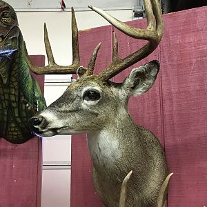 Taxidermy Deer Shoulder Mount