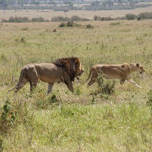 Kenya Maasai Mara Lion Photo Safari