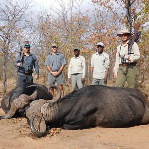 Hunting Cape Buffalo