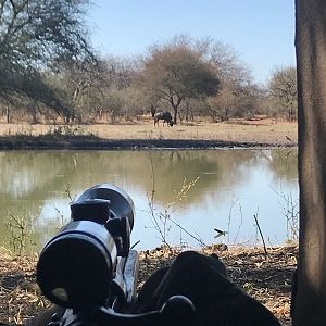 South Africa Blue Wildebeest Hunting