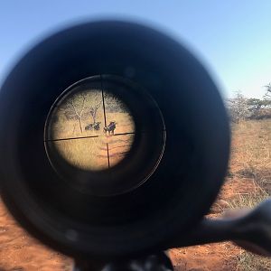 Blue Wildebeest Hunting in South Africa