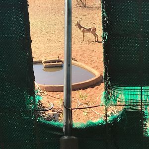 Hunting South Africa Impala