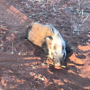 Hunting Bushpig South Africa