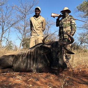 Blue Wildebeest Hunting in South Africa