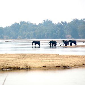 Elephants crossing the Luangwa, Zambia