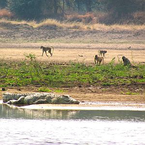 Crocodile and baboons Luangwa, Zambia