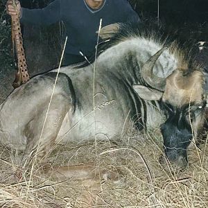 Blue Wildebeest Cull Hunting in South Africa