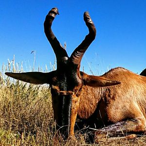 Red Hartebeest Cull Hunting in South Africa