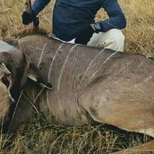 Kudu Cull Hunt in South Africa