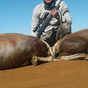 South Africa Blesbok Cull Hunt